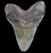 Bargain, Fossil Megalodon Tooth - Georgia #80070-2